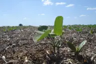 El riesgo de tapar el suelo con cemento