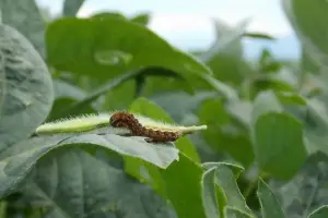 Alertan sobre plagas que pueden causar graves daños en etapas iniciales de soja y maíz