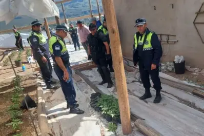 Polémica por la destrucción de un cultivo de cannabis
