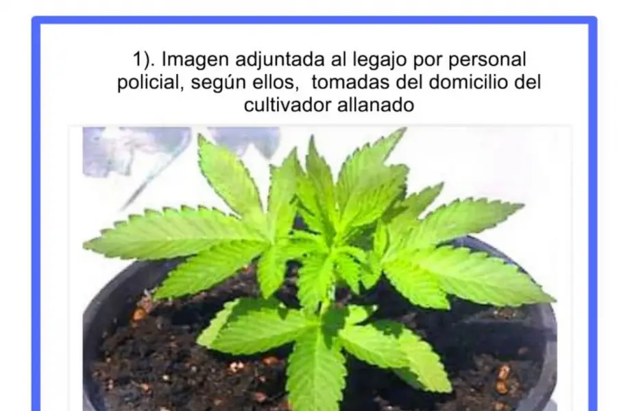 DECISIÓN. Perea se instruyó en el cultivo de marihuana en EE.UU.