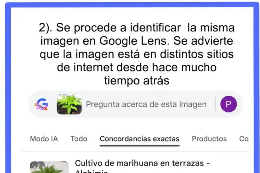 Polémica por la destrucción de un cultivo de cannabis