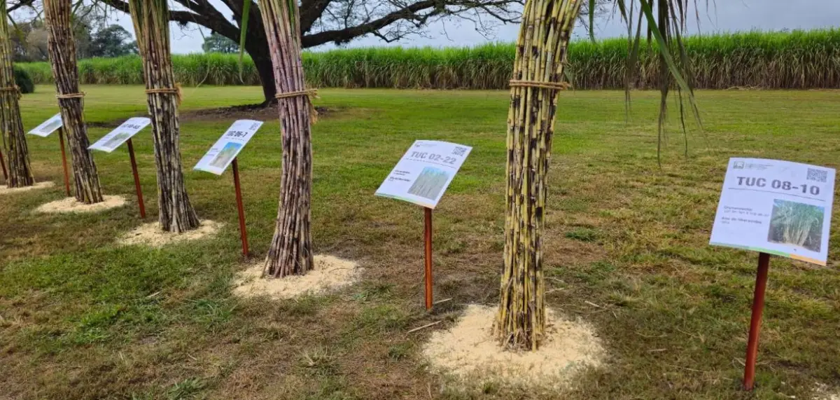INVESTIGACIÓN. La Eeaoc sacó al mercado variedades de caña.