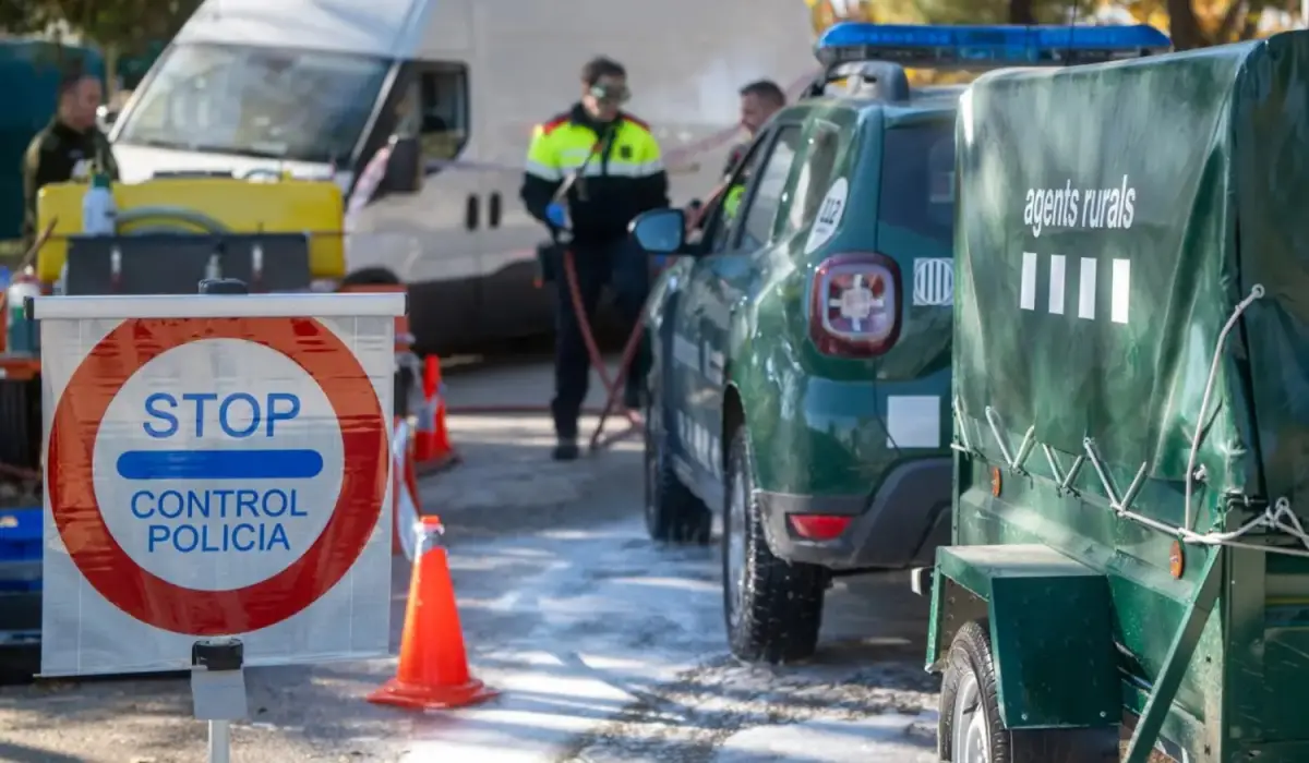 Cataluña declaró la emergencia sanitaria por la peste porcina africana.