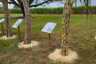 Regalías, innovación y retenciones: se abre el debate por la ley de semillas