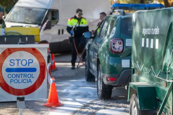 Preocupación en España: Cataluña declaró la emergencia sanitaria por la peste porcina africana