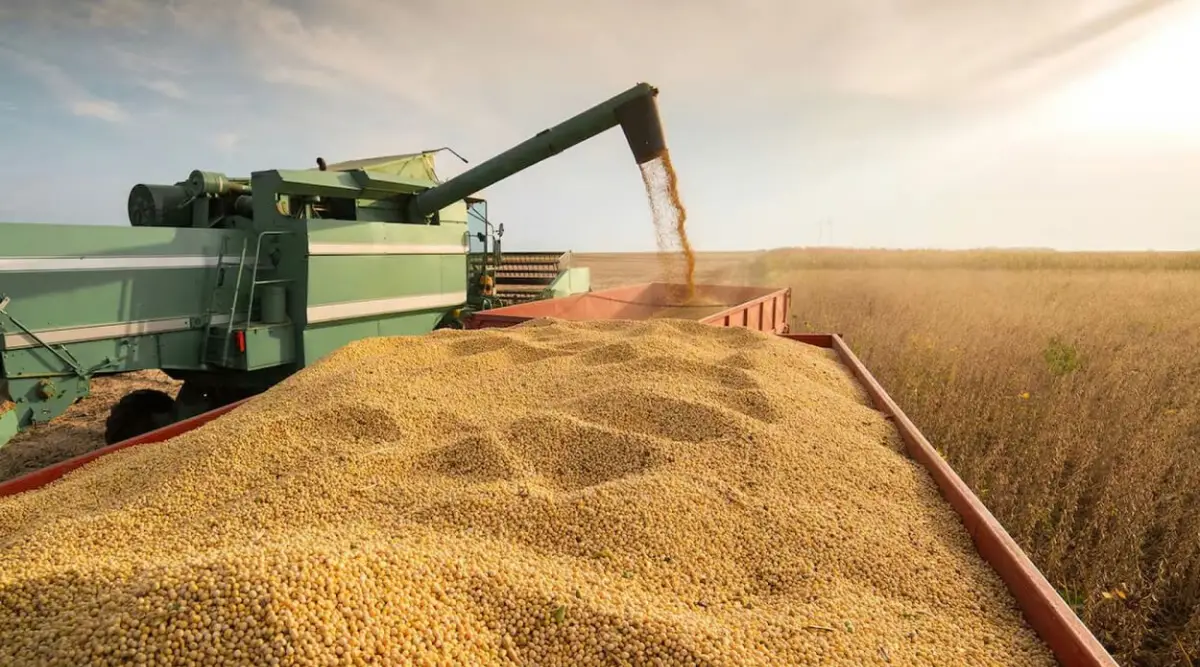 LAS RETENCIONES A LA SOJA. Para el caso de la oleaginosa, la disminución anunciada es del 26% al 24%.