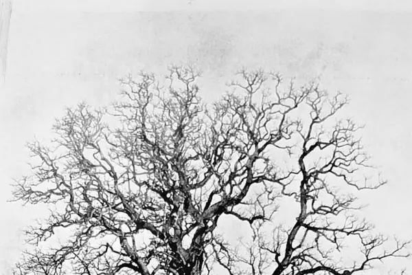 Recuerdos fotográficos: 1862. Balbín, el carrero que dio su nombre a Los Vázquez