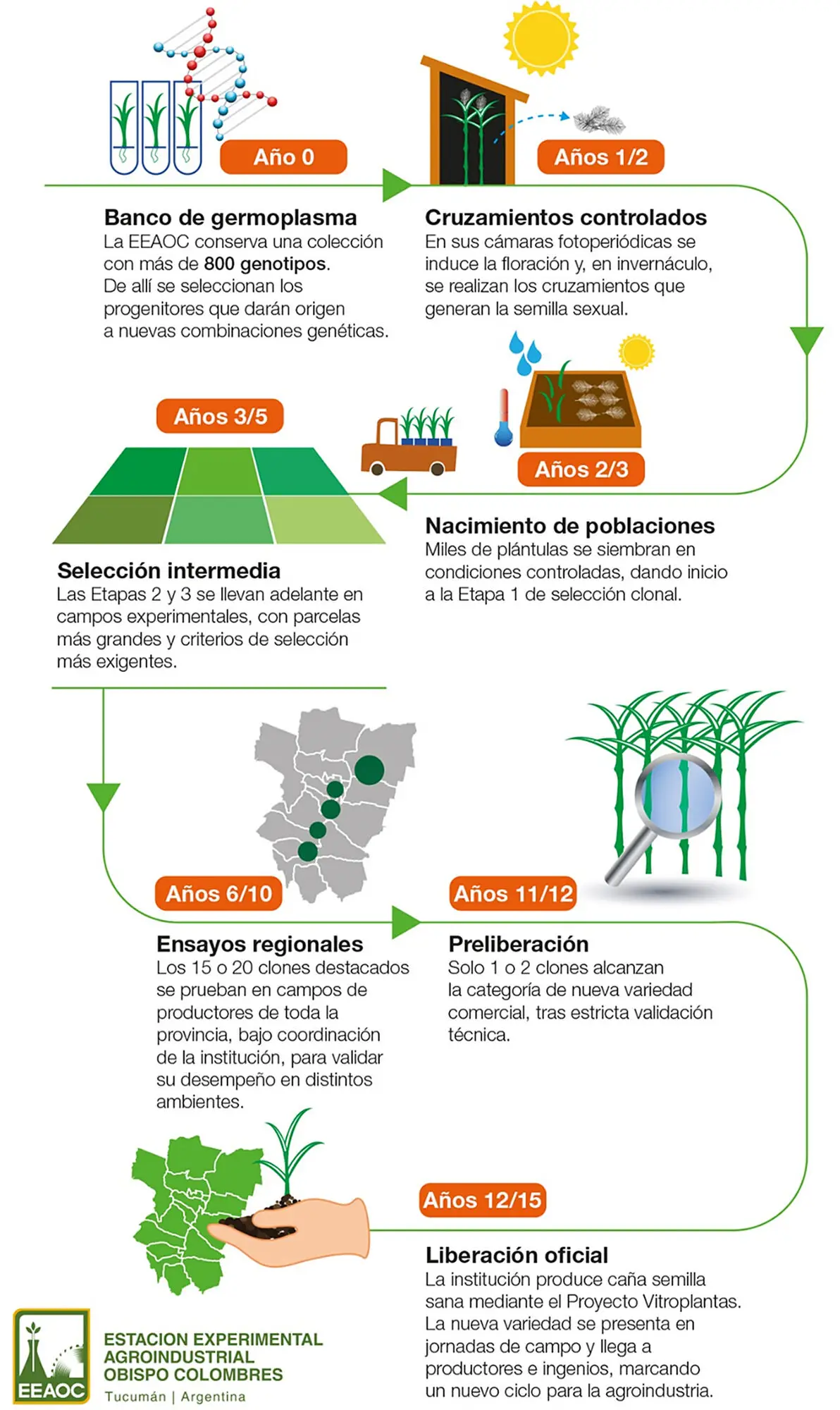 La ciencia detrás de cada nueva variedad de caña de la Eeaoc: un proceso que lleva hasta tres lustros