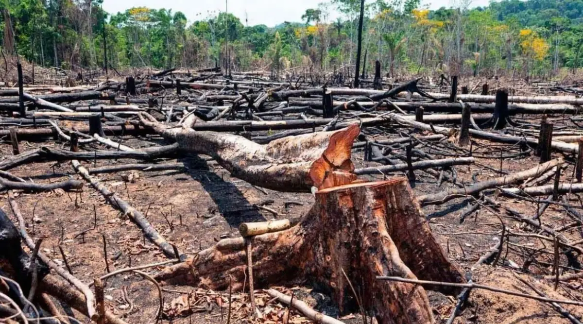 La Unión Europea pospone la vigencia del código sobre deforestación