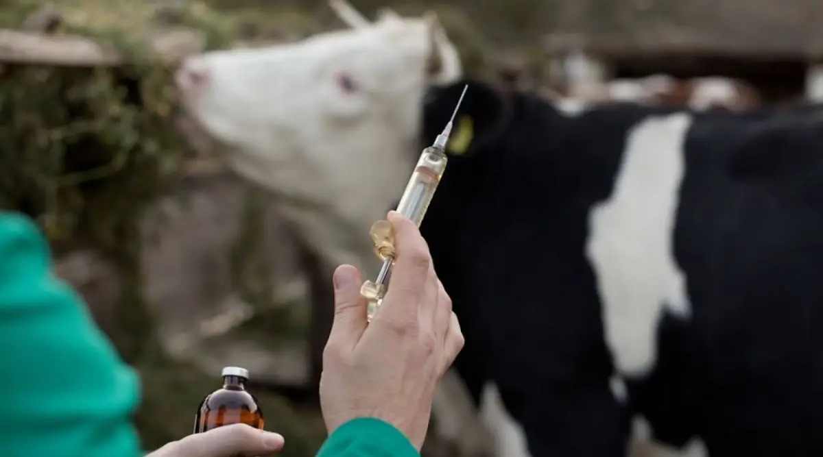 Buena noticia contra la brucelosis bovina