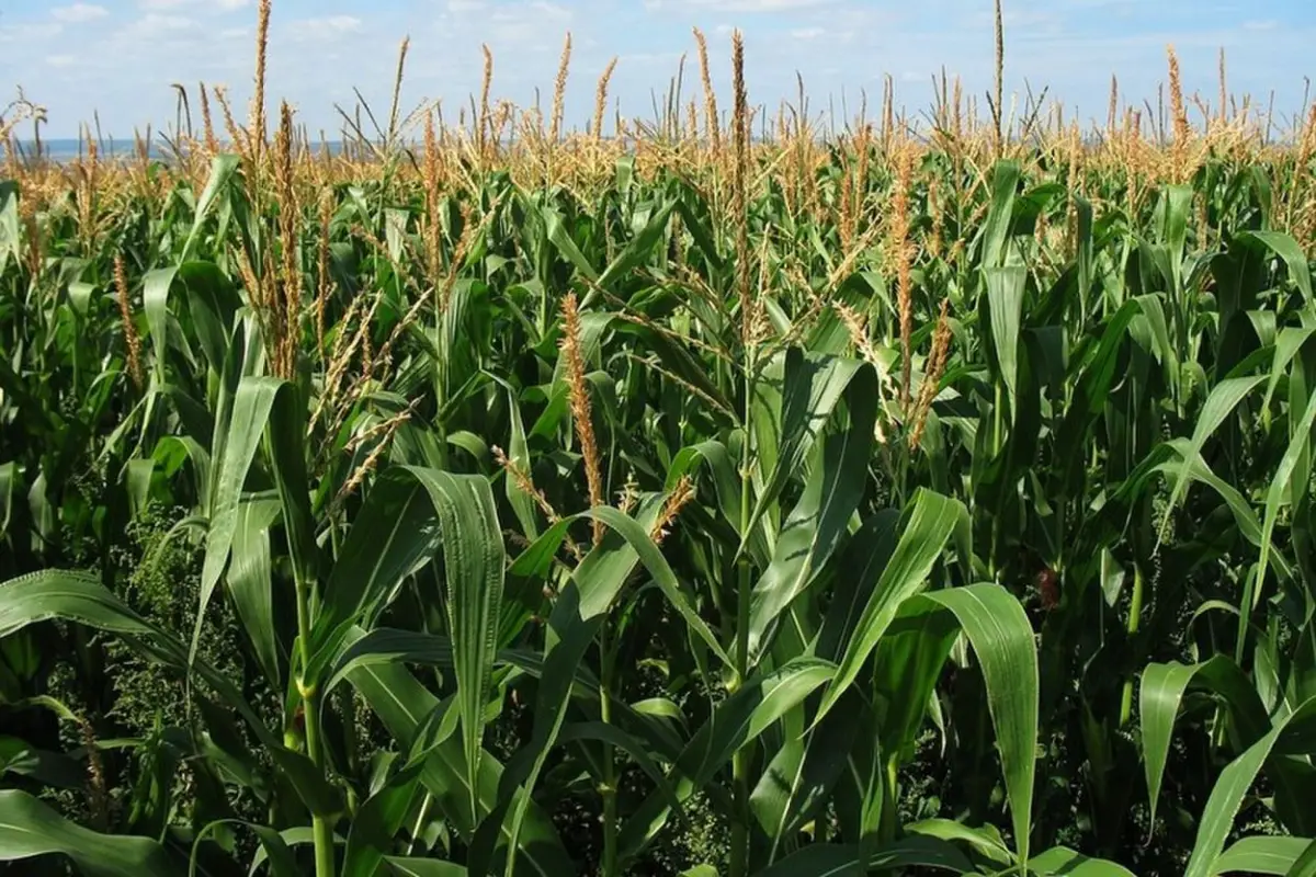 BPA. Recomiendan a los productores que apliquen Buenas Prácticas Agrícolas.