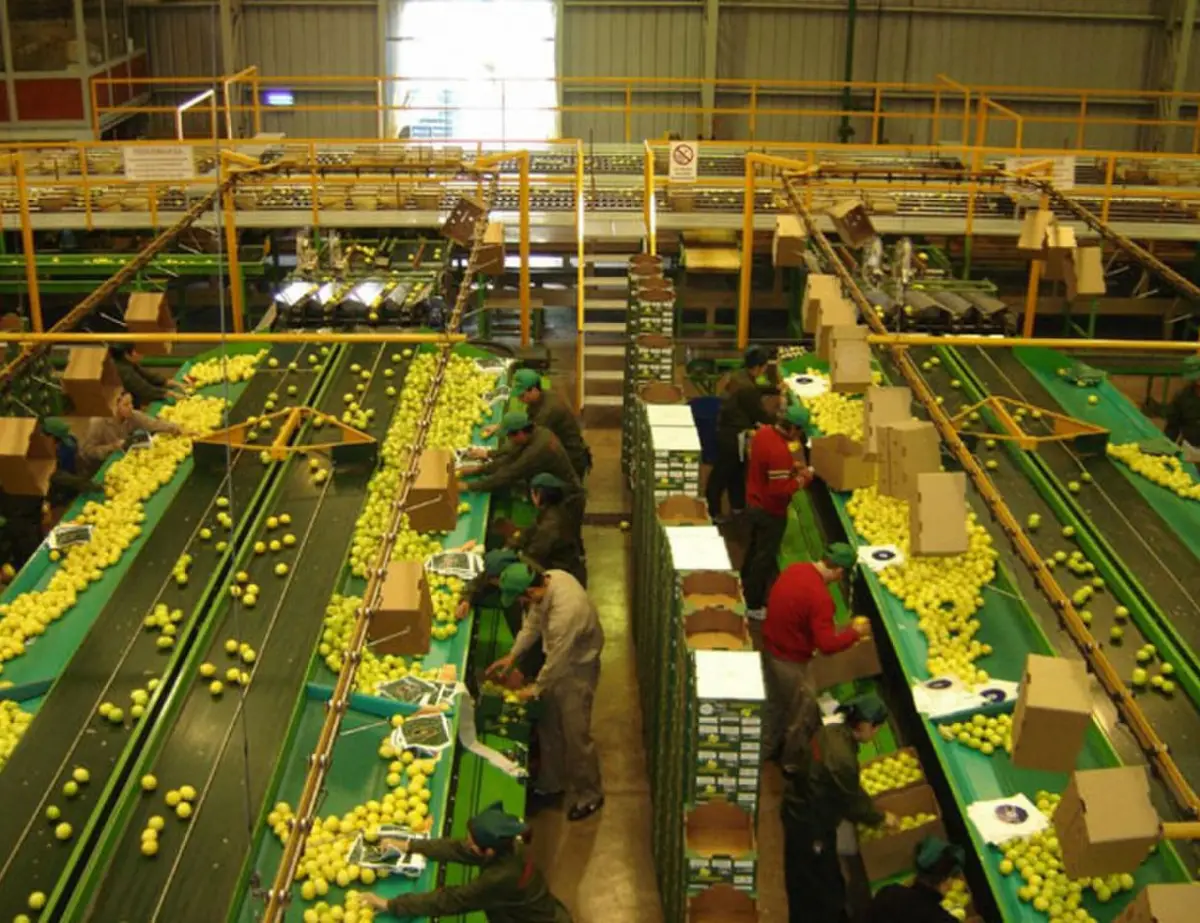 Citrus: analizaron aspectos de la planificación sanitaria y comercial del sector