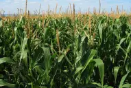 Senasa, INTA e Inase: consejos de cara a la campaña gruesa