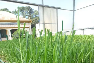 La ciencia detrás de cada nueva variedad de caña de la Eeaoc: un proceso que lleva hasta tres lustros