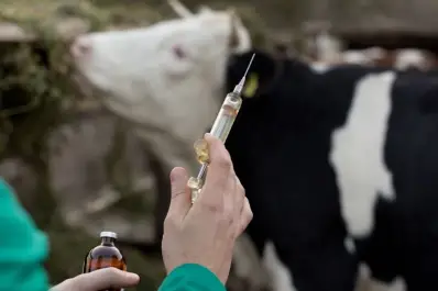 Buena noticia contra la brucelosis bovina