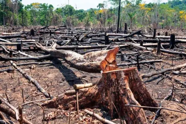 La Unión Europea pospone la vigencia del código sobre deforestación