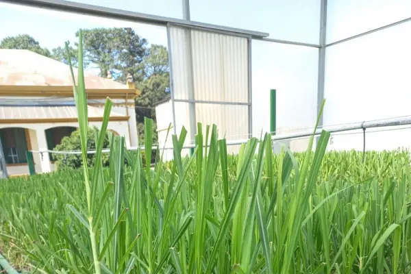 La ciencia detrás de cada nueva variedad de caña de la Eeaoc: un proceso que lleva hasta tres lustros
