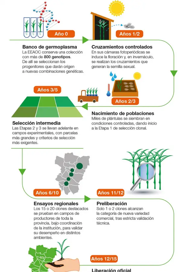 La ciencia detrás de cada nueva variedad de caña de la Eeaoc: un proceso que lleva hasta tres lustros