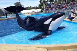 Murió Kshamenk, la orca que vivía en Mundo Marino tras ser rescatada en 1992