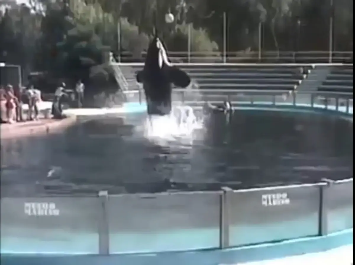 EN LA TELEVISIÓN. Una de las participaciones de la orca en las cámaras ocultas de Videomatch.