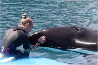 ¿Cómo llegó Kshamenk a Mundo Marino?: la historia de última orca en cautiverio de América Latina