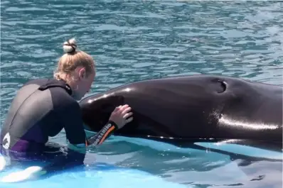 ¿Cómo llegó Kshamenk a Mundo Marino?: la historia de última orca en cautiverio de América Latina