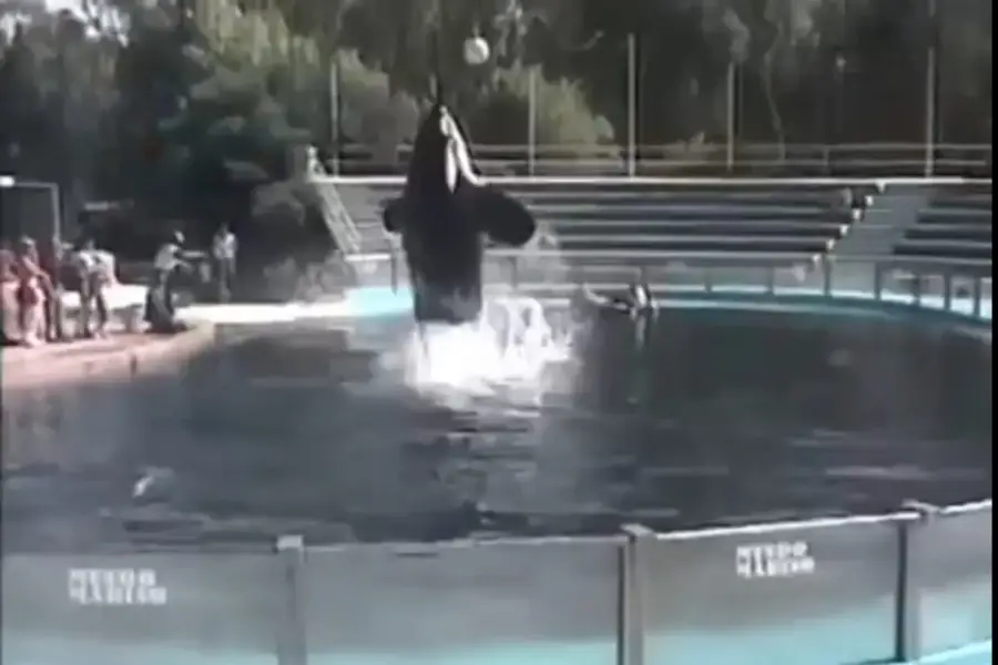 EN LA TELEVISIÓN. Una de las participaciones de la orca en las cámaras ocultas de Videomatch.