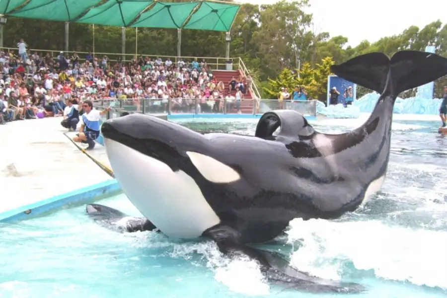 Fue lo mejor que me pasó en mi vida: el recuerdo de los tucumanos que vieron de cerca a Kshamenk, la orca que murió en Mundo Marino