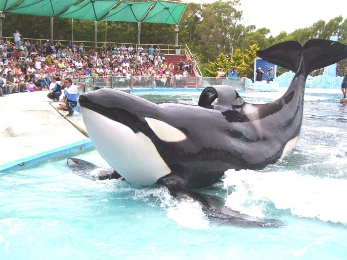 Fue lo mejor que me pasó en mi vida: el recuerdo de los tucumanos que vieron de cerca a Kshamenk, la orca que murió en Mundo Marino