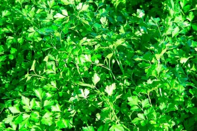 La hierba medicinal analgésica que ayuda a aliviar dolores y malestares sin medicamentos