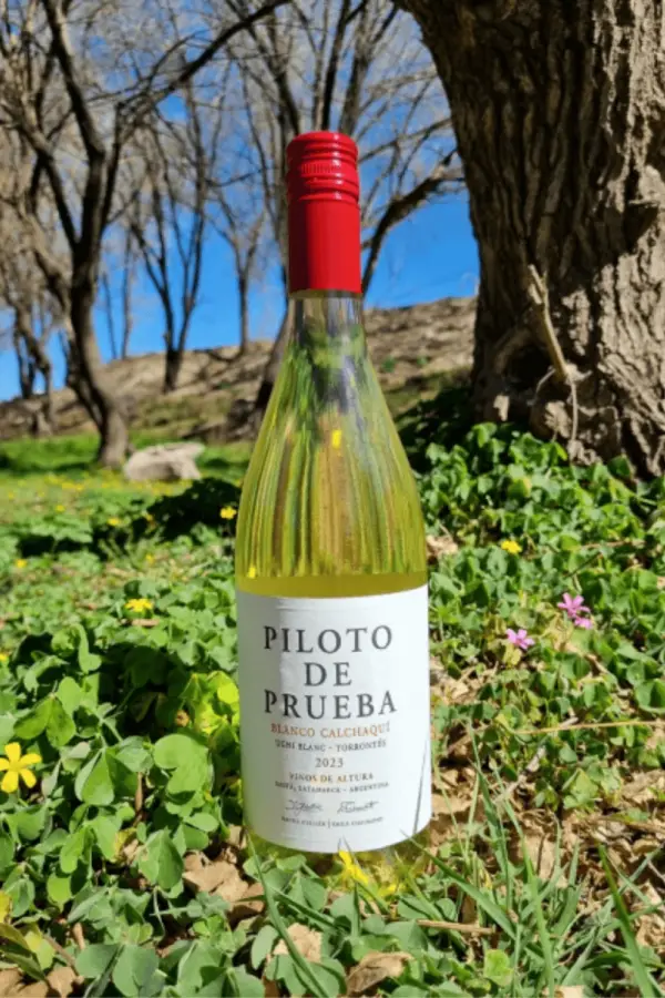 Tranquilos y espumosos: 14 opciones de vinos para brindar en Navidad y Año Nuevo