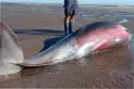Qué es el zifio, uno de los animales más raros del planeta, que tuvo un triste final en la costa argentina