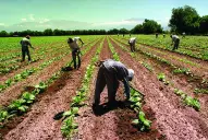 Efecto de la baja de las retenciones: el agro, con menos peso en la mochila fiscal