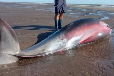 Qué es el zifio, uno de los animales más raros del planeta, que tuvo un triste final en la costa argentina
