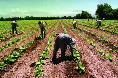 Efecto de la baja de las retenciones: el agro, con menos peso en la mochila fiscal