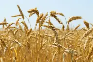 Hito en el trigo: al 80% de la cosecha se promedian 60 qq/ha