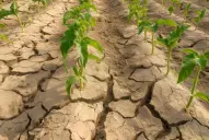 Expertos disertarán en febrero sobre el estrés abiótico