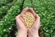 Aprueban un récord de 38 alimentos transgénicos