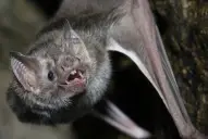 Contra la rabia paresiante: el Senasa relevó en Salta colonias de murciélagos hematófagos