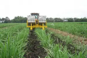 En el último lustro se precisó una media de tres bolsas de azúcar para comprar 100 kg de urea