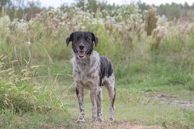 El Senasa alertó sobre la hidatidosis y brindó algunas recomendaciones
