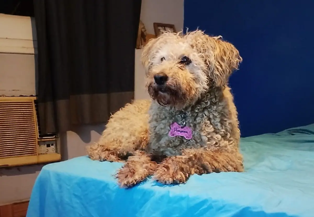 “Hay que acondicionar una habitación tranquila, con música a un volumen moderado para amortiguar el ruido exterior”, dijo el especialista.