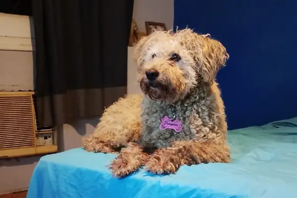 A tener en cuenta: tips de un veterinario tucumano para cuidar a las mascotas durante las fiestas