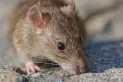 Alerta por hantavirus en Salta: son 12 las personas infectadas y hay cinco fallecidos