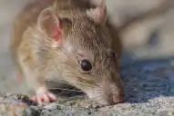Una niña de 10 años murió por hantavirus en provincia de Buenos Aires