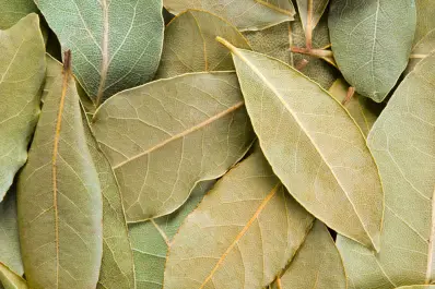 Pocos lo saben: poner laurel en este electrodoméstico hace que limpiar sea más fácil