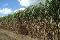 La Eeaoc aconseja actuar antes de la ocurrencia de heladas