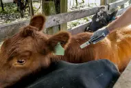 Aftosa: el Senasa oficializó la agenda para los dos ciclos de vacunación