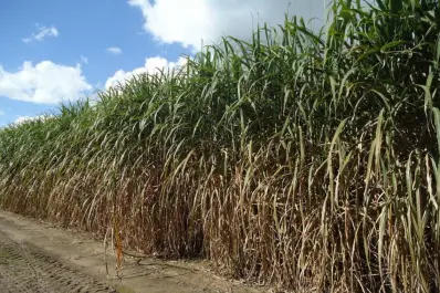 La Eeaoc aconseja actuar antes de la ocurrencia de heladas