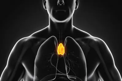 Avance científico: encuentran una vía para frenar el desgaste del sistema inmune